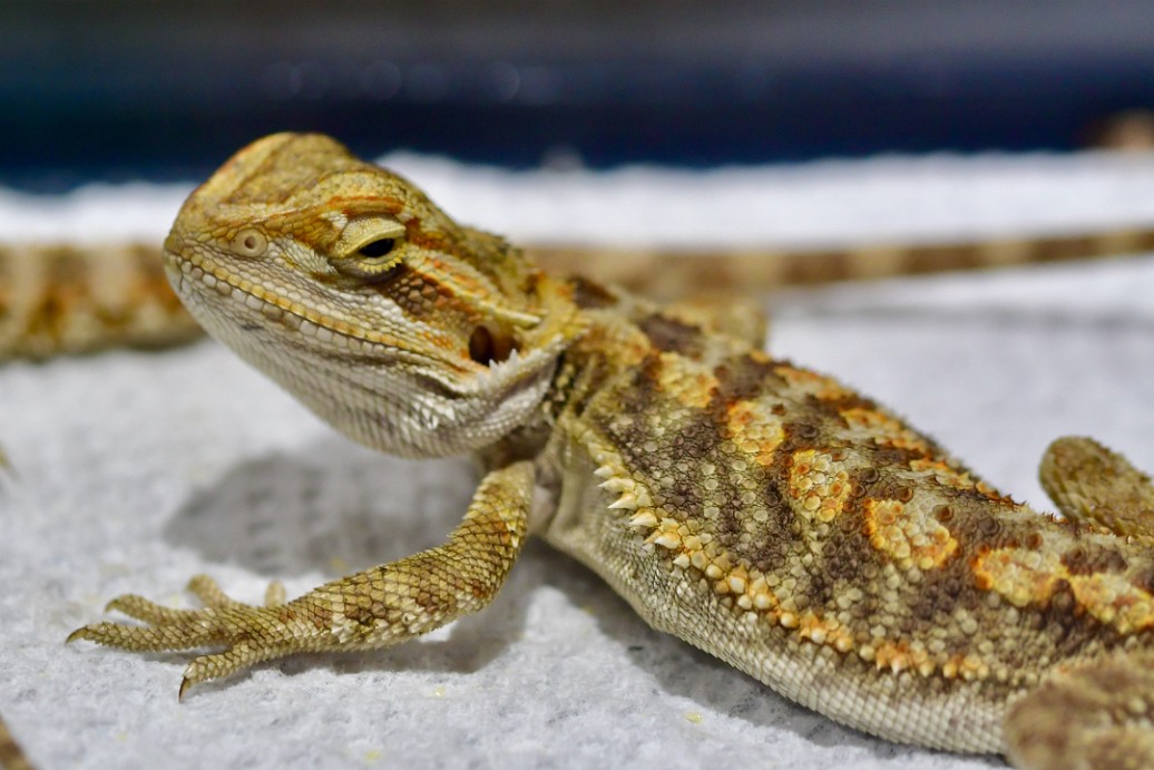 Judgy Look From a Bearded Dragon