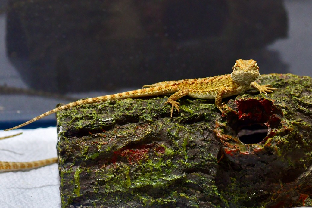 Little Dragon on a Log