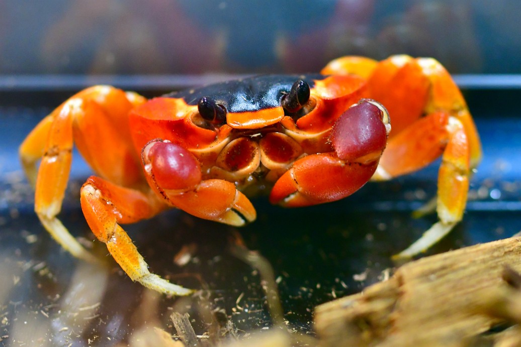 Moon Crab Stance