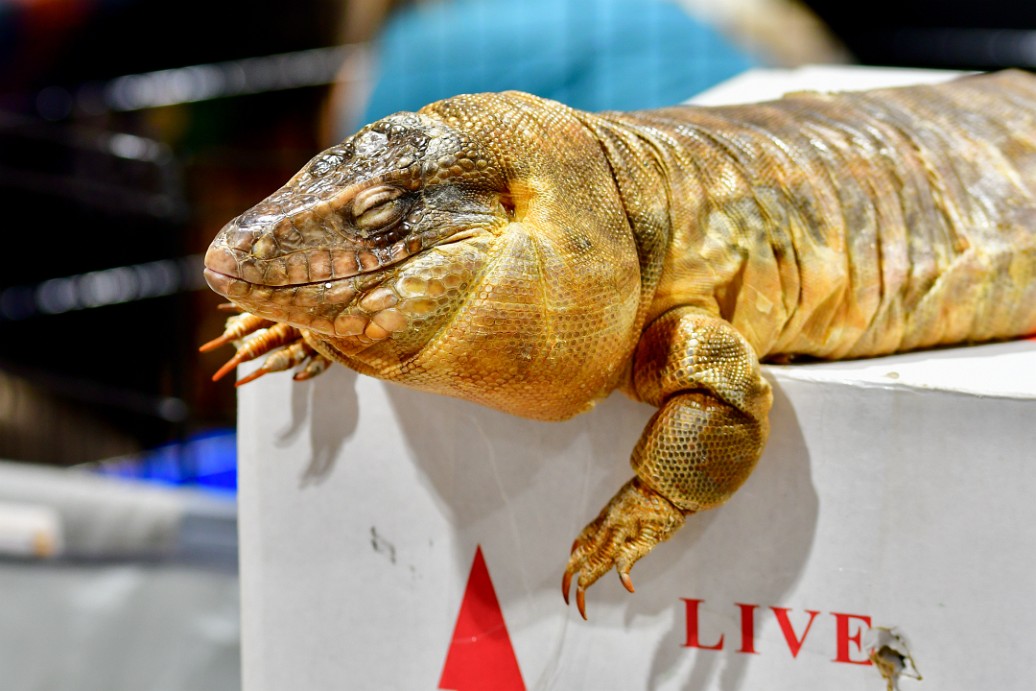 Red Tegu Eye Shut