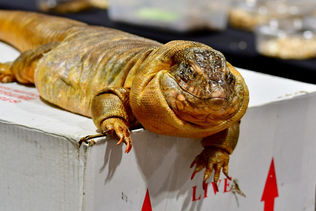 The Red Tegu Known as Big Chungus