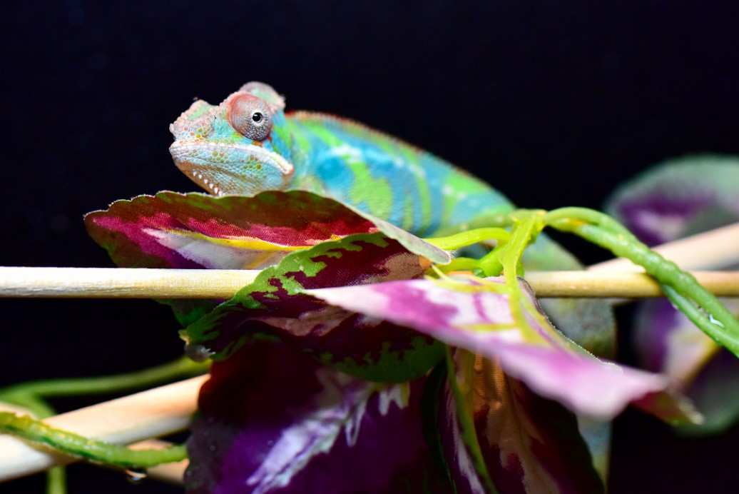 Doug on a Leaf