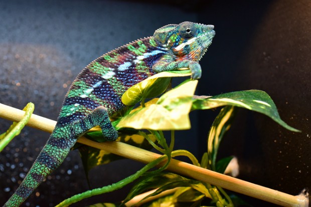 Royal Kaleidoscope Chameleons