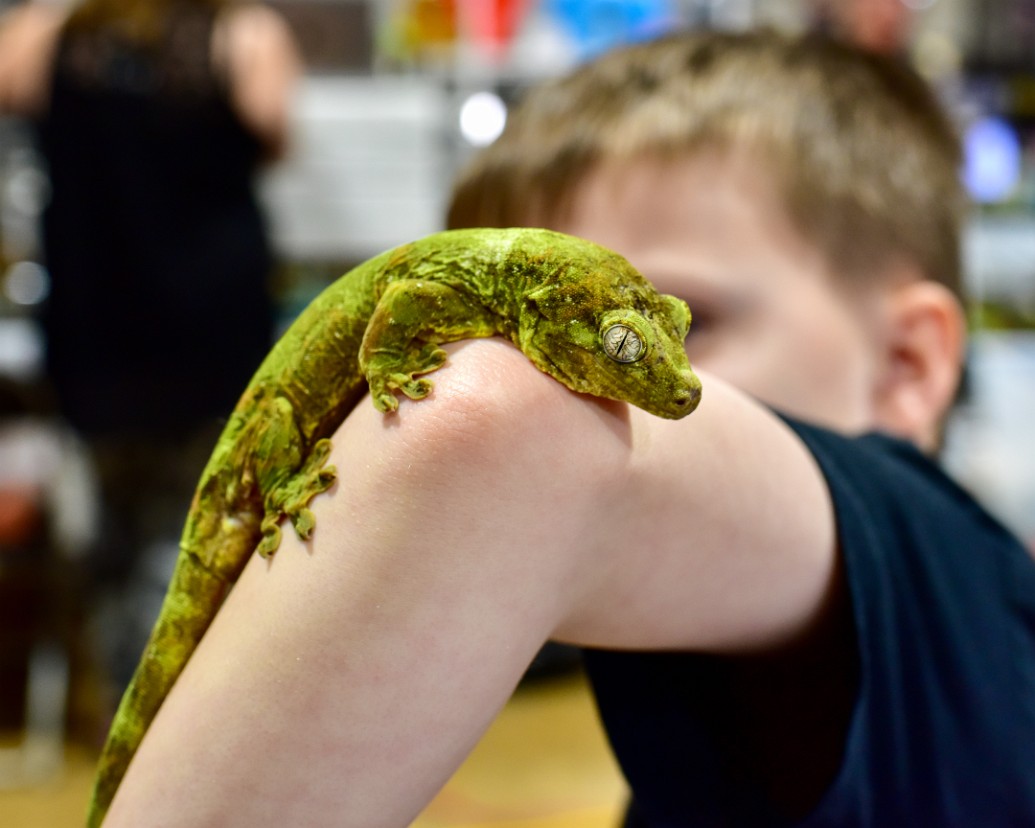 Gecko on an Elbow 1