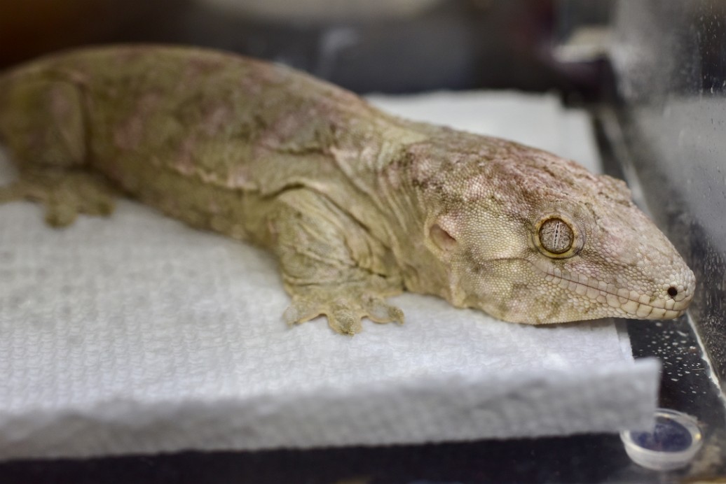 Large Gecko at Rest