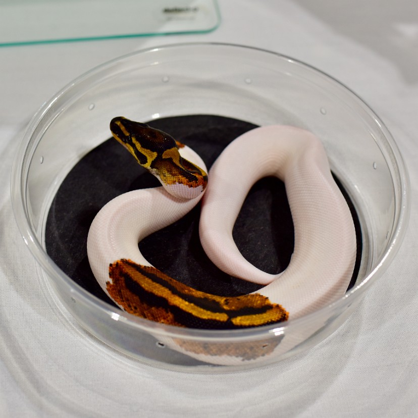 Yellow Belly Pied Ball Python