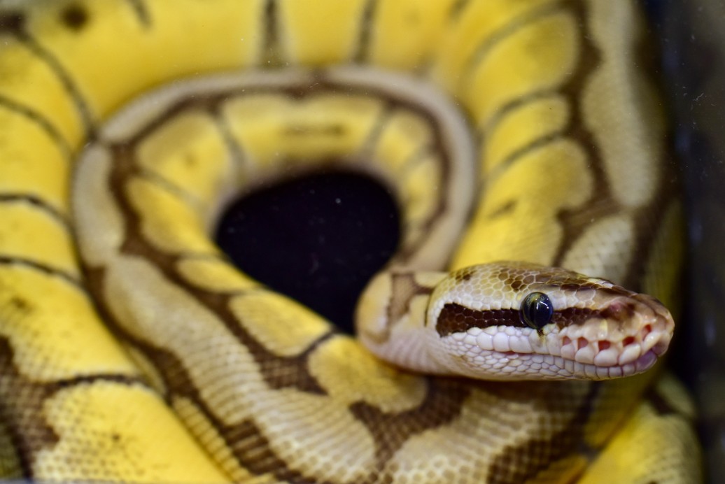 Female Pastel Enchi Phantom Blade Spider Het Clown Ball Python 1