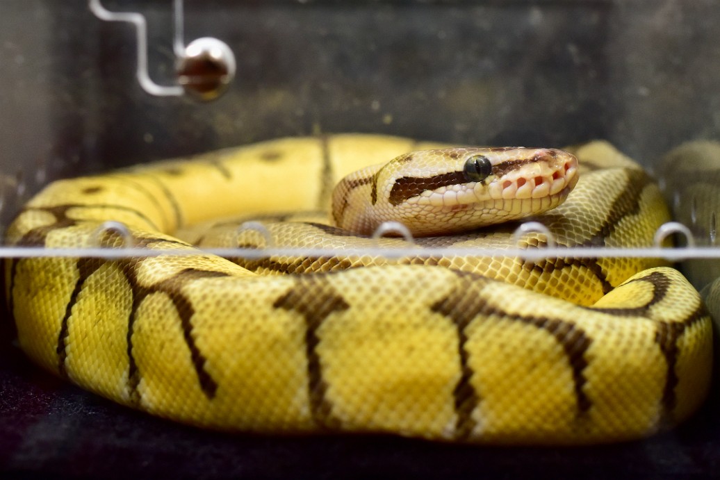 Female Pastel Enchi Phantom Blade Spider Het Clown Ball Python 2