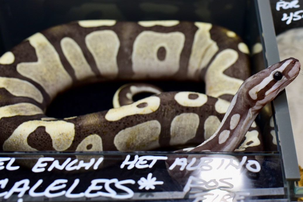 Pastel Enchi Het Albino Scaleless Ball Python