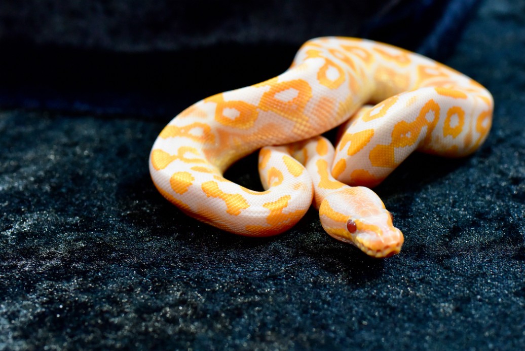 Black Pastel Lavender Yellow Belly Ball Python