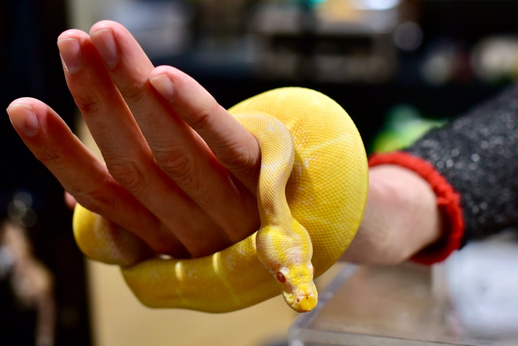 Spider Albino Leopard Ball Python 1