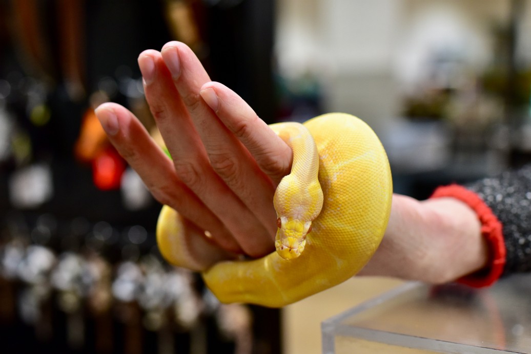 Spider Albino Leopard Ball Python 2