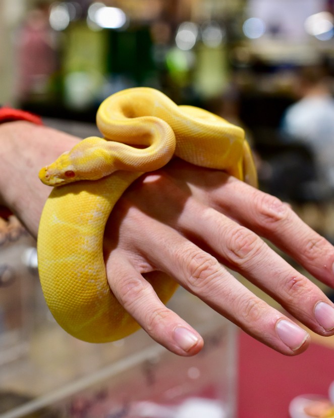 Spider Albino Leopard Ball Python 3