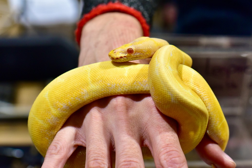 Spider Albino Leopard Ball Python 4