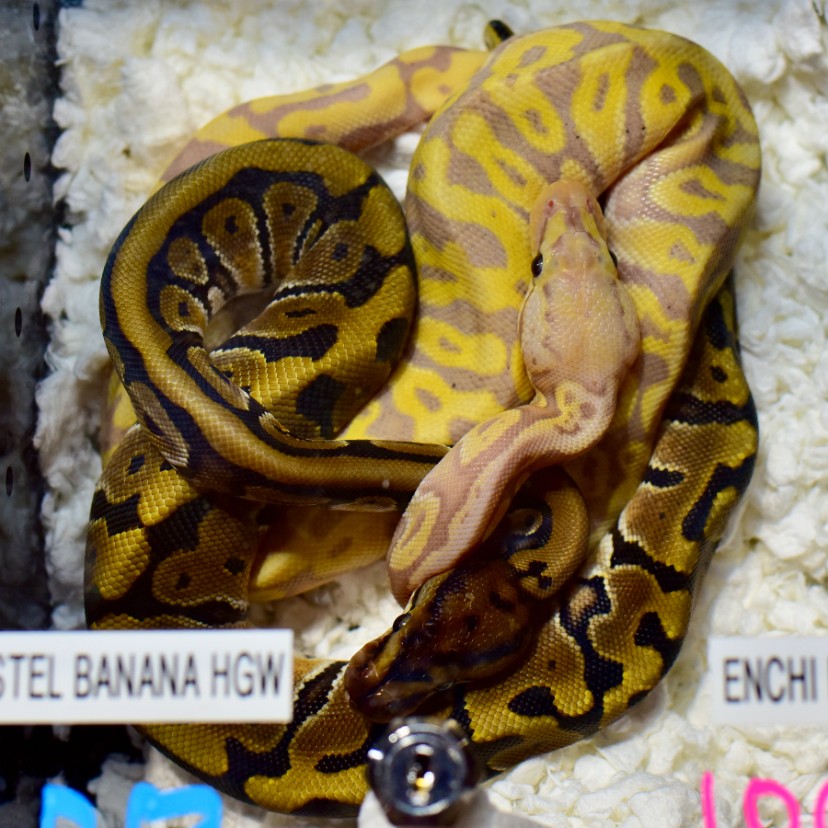 Banana and Enchi Stacked