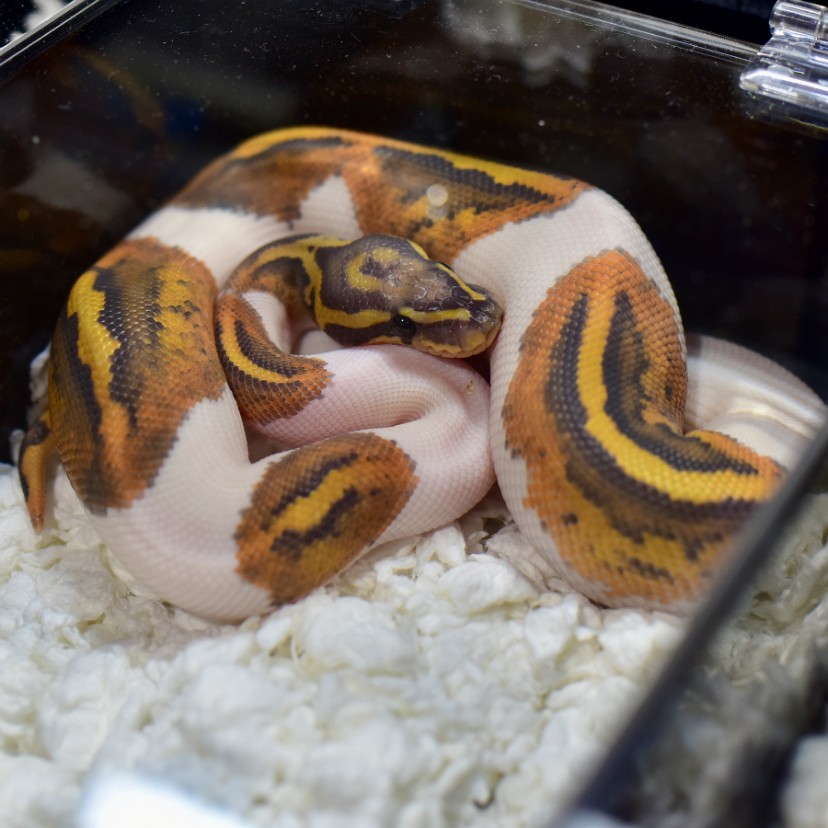 Piebald Hypo Ball Python Tucked In