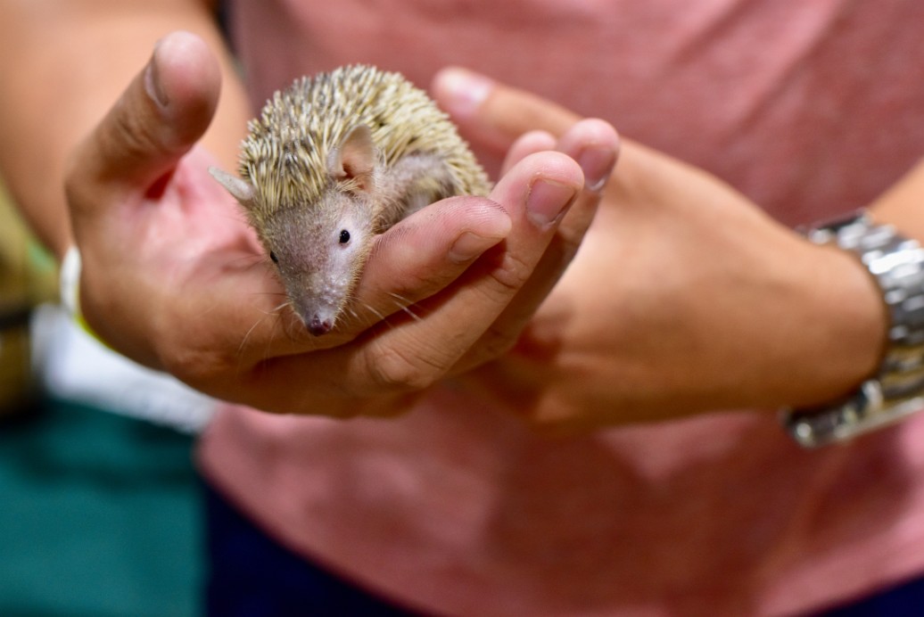 A Very Curious Lesser Tenrec 1