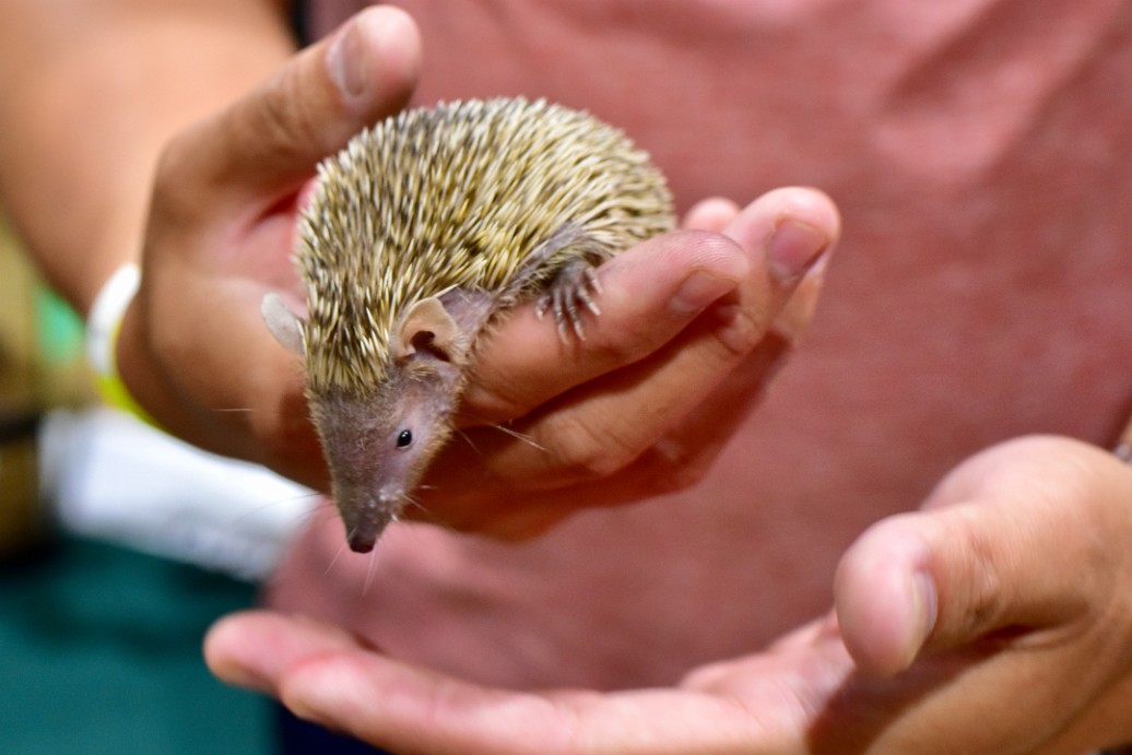 A Very Curious Lesser Tenrec 2