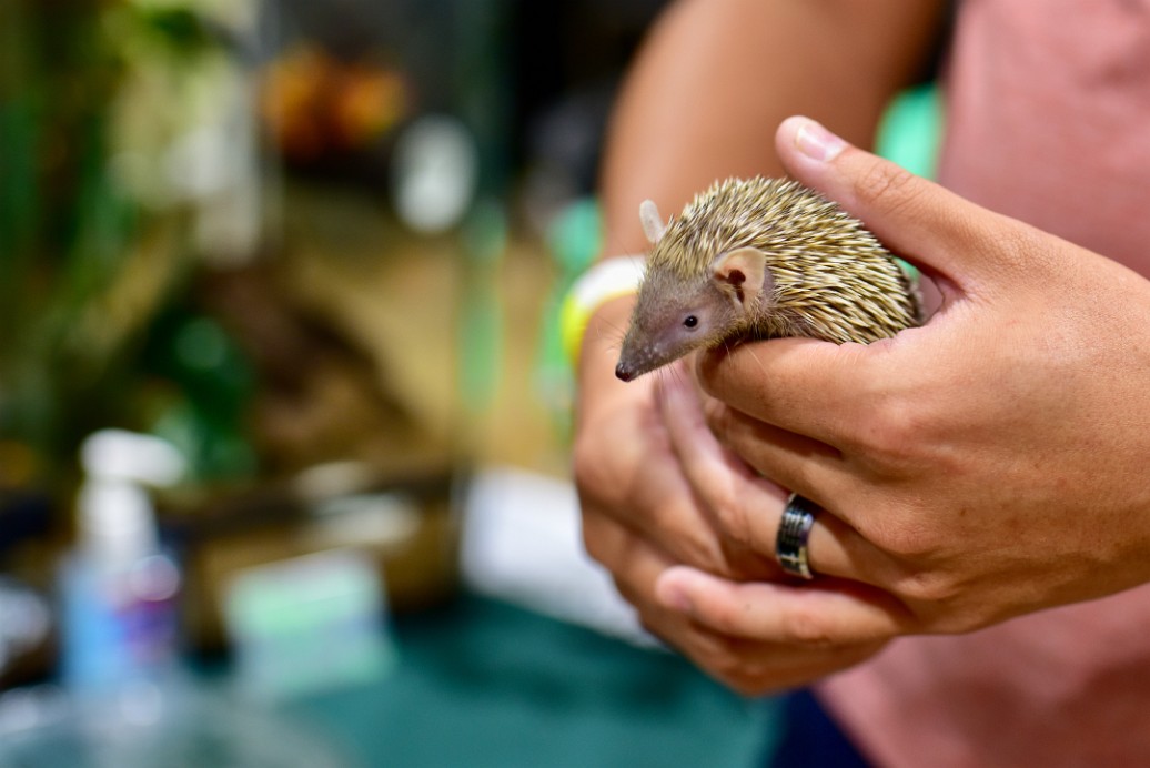 A Very Curious Lesser Tenrec 3