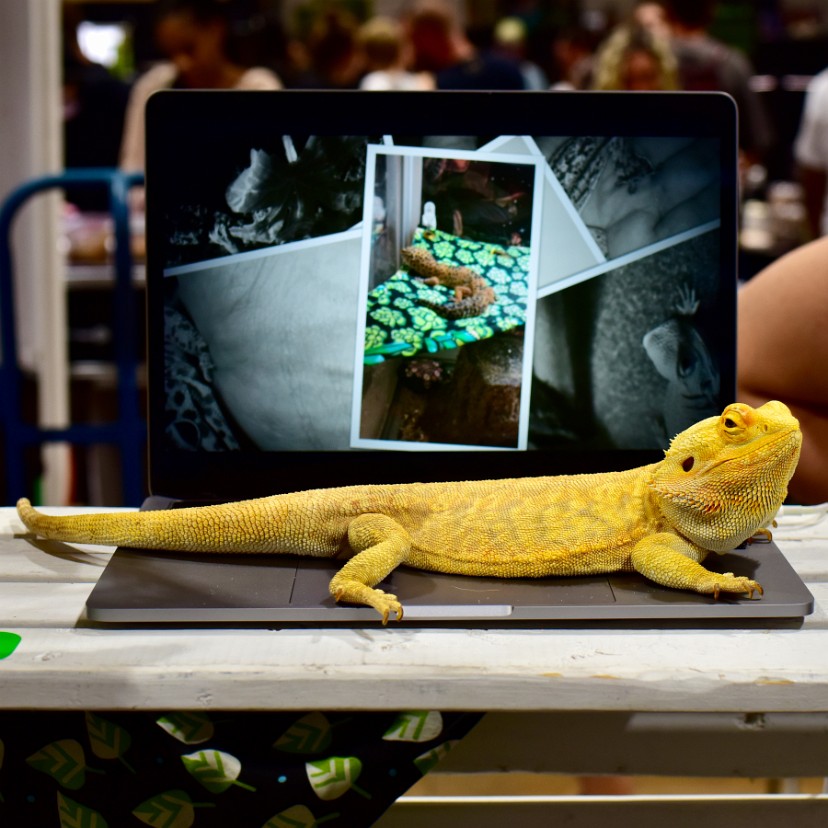 Bearded Dragon Loving the Warmth of the Laptop