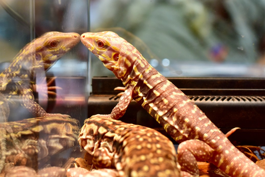 Albino Tegu