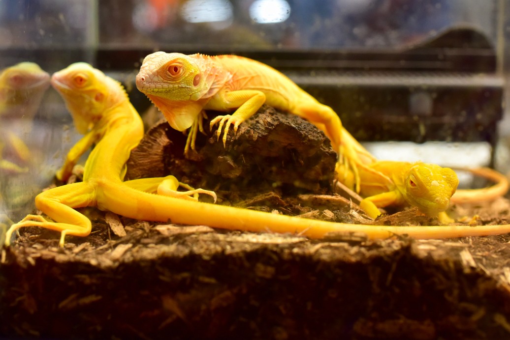 Albino and Crimson Albino Iguanas