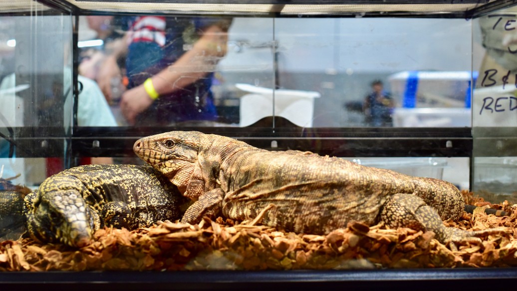 Argentine Tegus Together