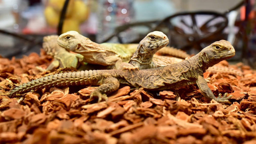 Egyptian Uromastyx Gathered 1