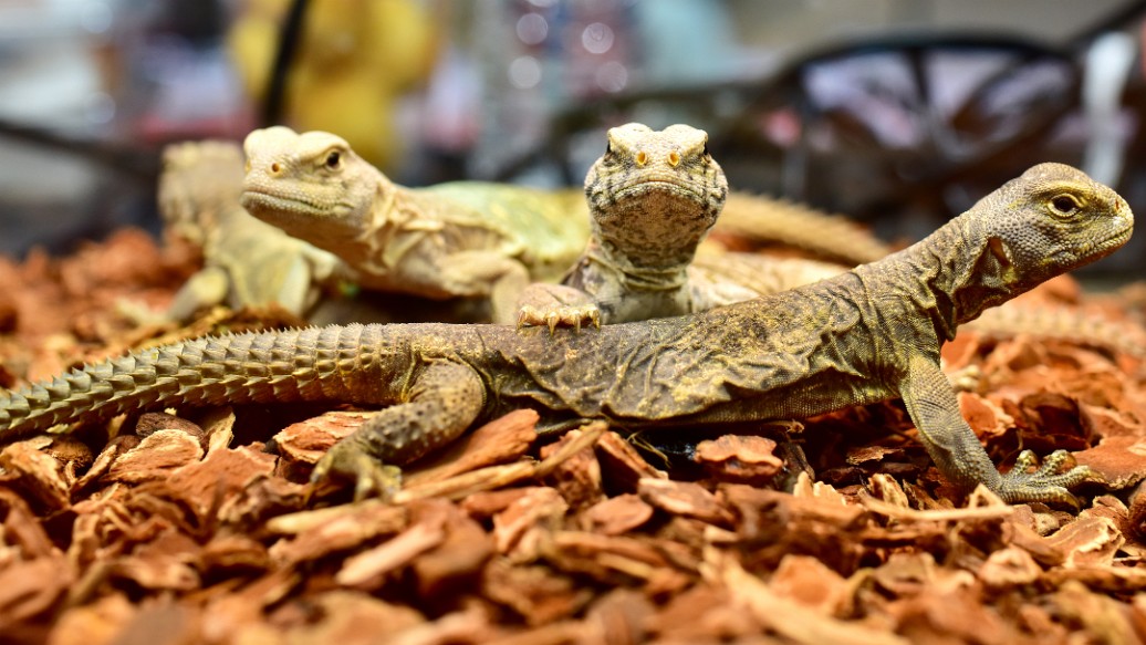 Egyptian Uromastyx Gathered 2