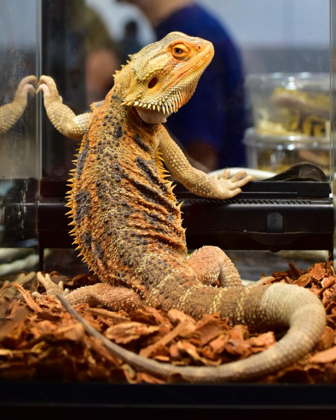 Hypo Pruple Bar Red Bearded Dragon