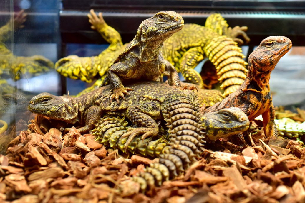 Nigerian Uromastyx in Yellow and Red 1