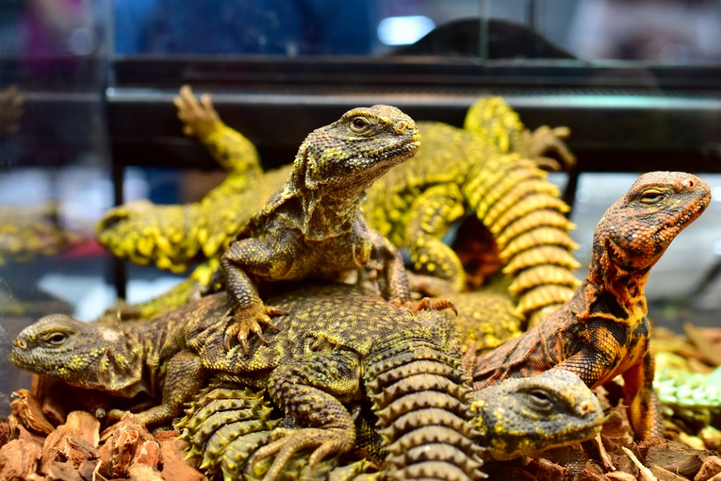 Nigerian Uromastyx in Yellow and Red 2