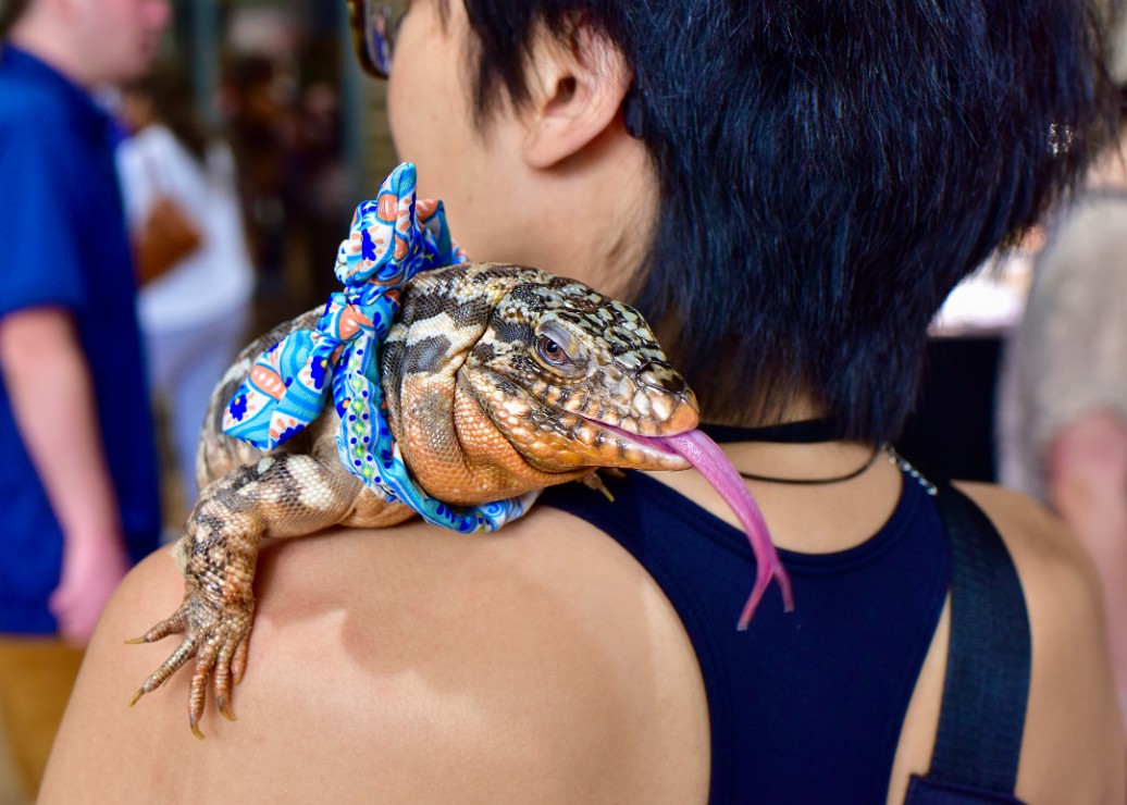 On the Shoulder Tegu Tongue