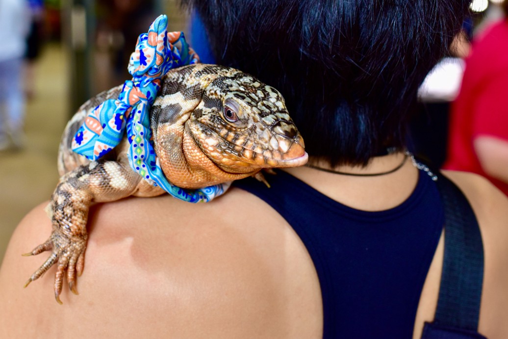 On the Shoulder Tegu