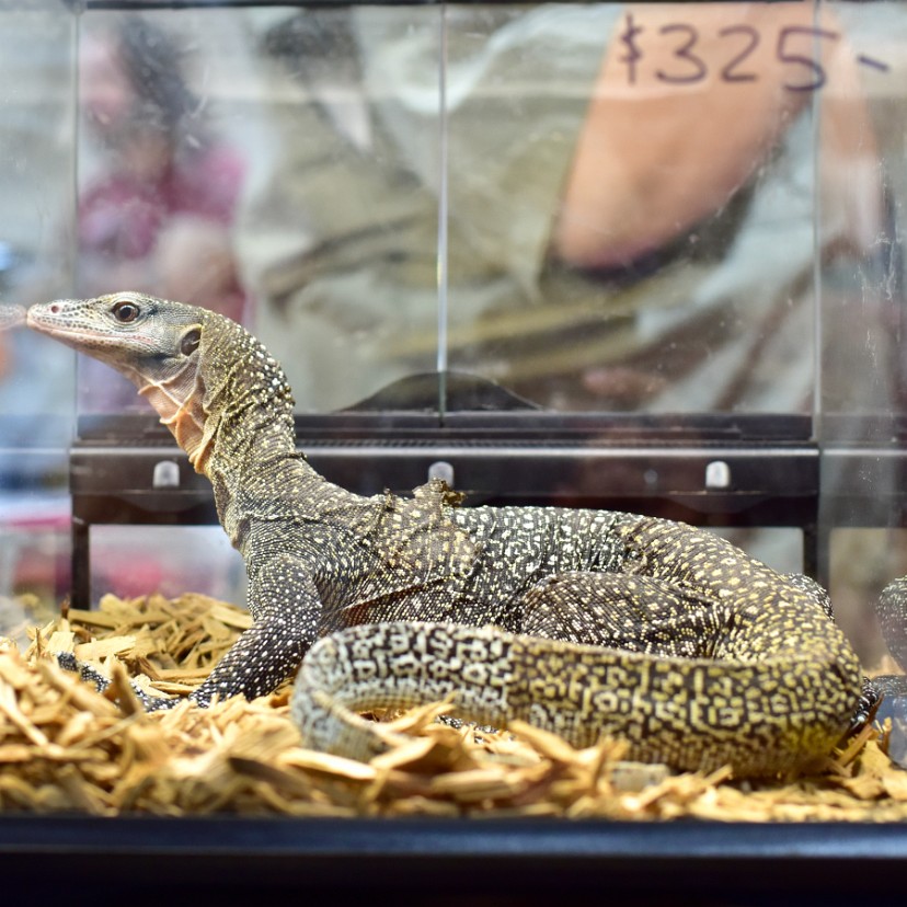 Peach Throat Monitor