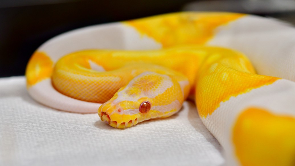 Albino Pied Ball Python in Gorgeous Yellow and White