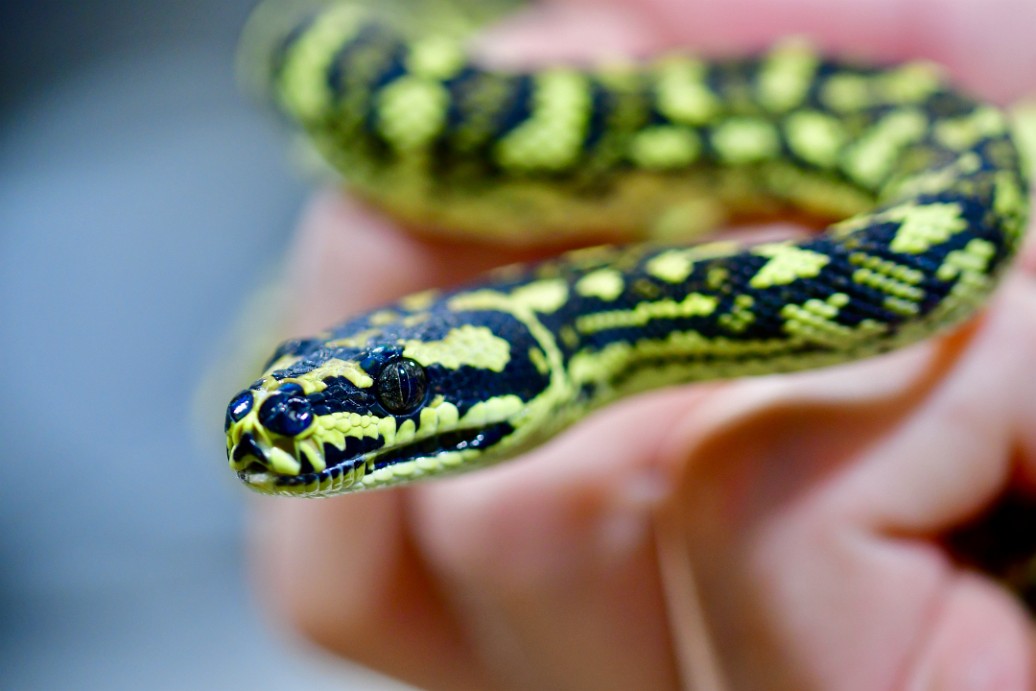 Dark Eye on the Jungle Carpet Python