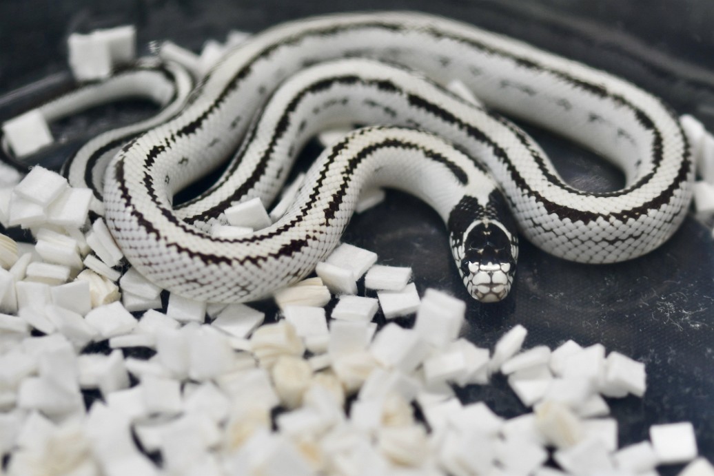 High White Striple California King Snake Looking Elegant
