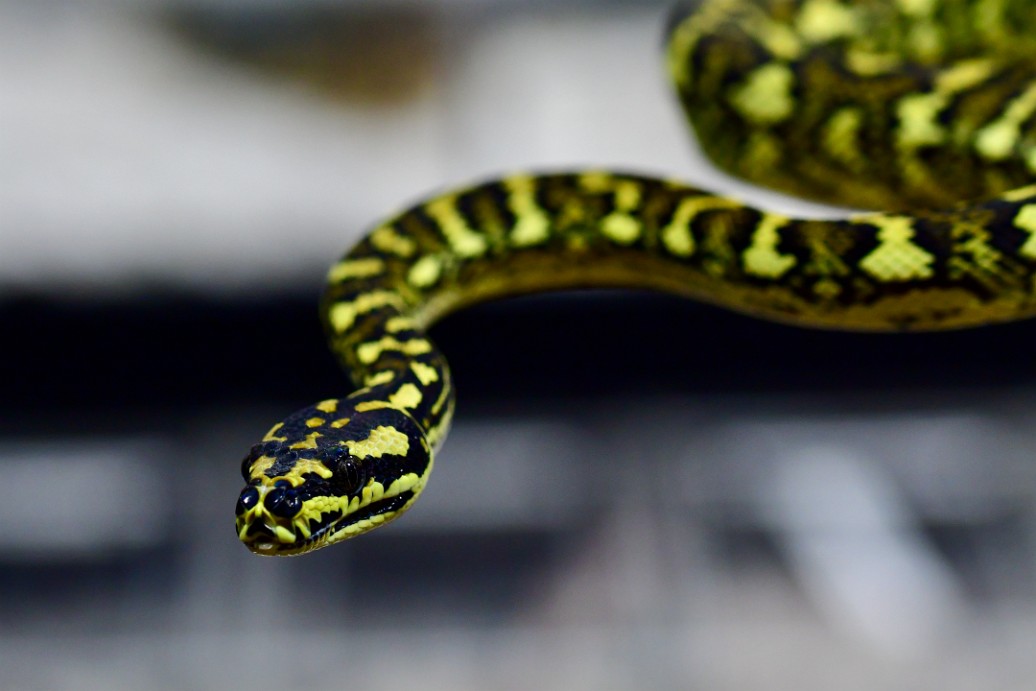 Jungle Carpet Python Seeking