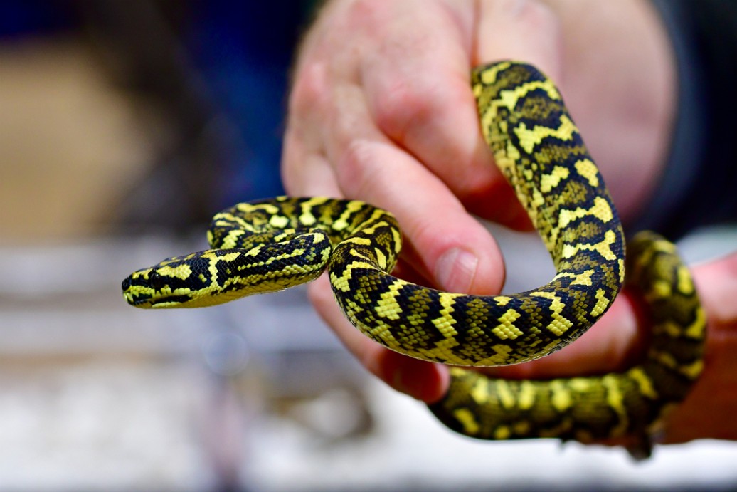 Stunningly Beautiful Jungle Carpet Python