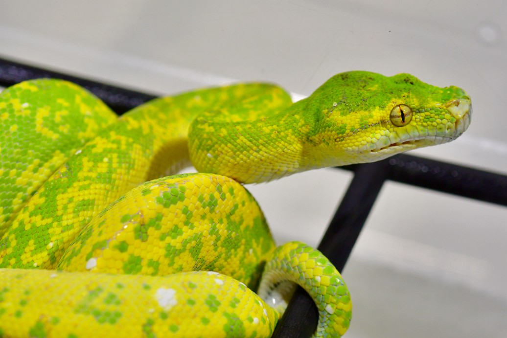 Unique Yellow-Green Coloration on an Emerald Tree Boa