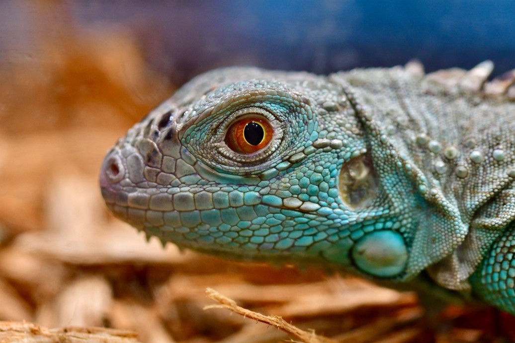 Blue Iguana With a Fiery Eye
