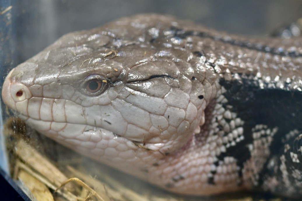 Blue Tongue Skink Against the Glass