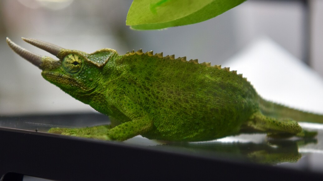 Jacksons Chameleon In Many Shades of Green