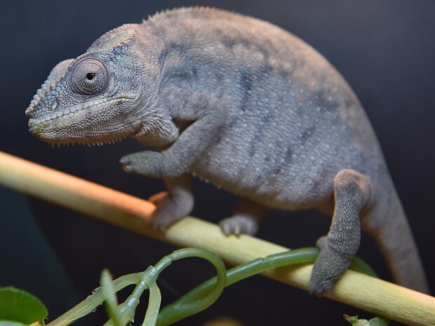 Royal Kaleidoscope Chameleons