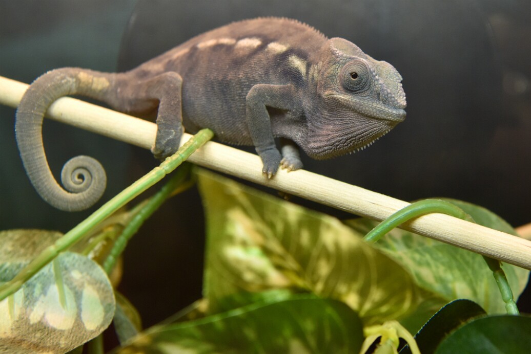 Female Panther Chameleon Staring Back