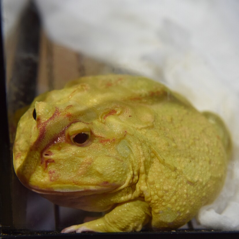 The Life of a Pacman