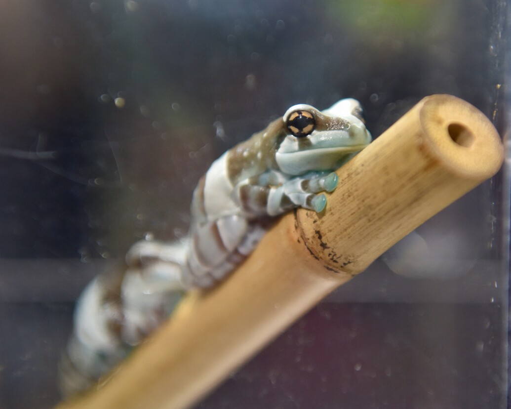 Amazon Milk Frog Being Still