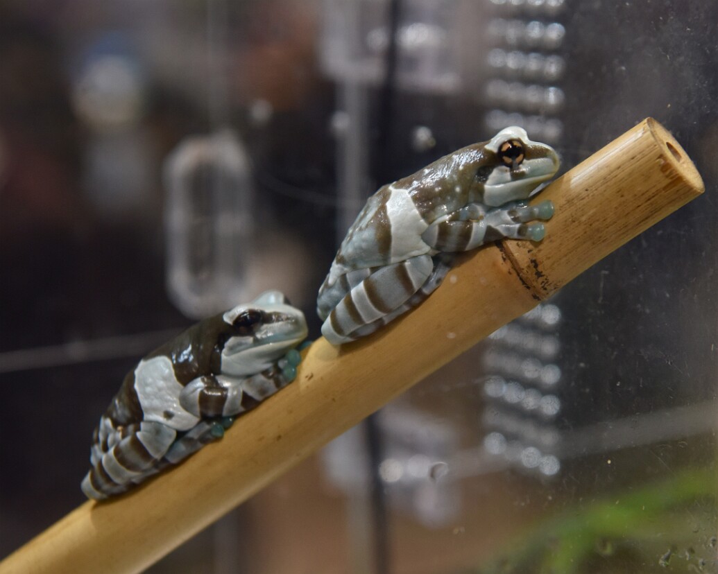 Amazon Milk Tree Frogs in Line