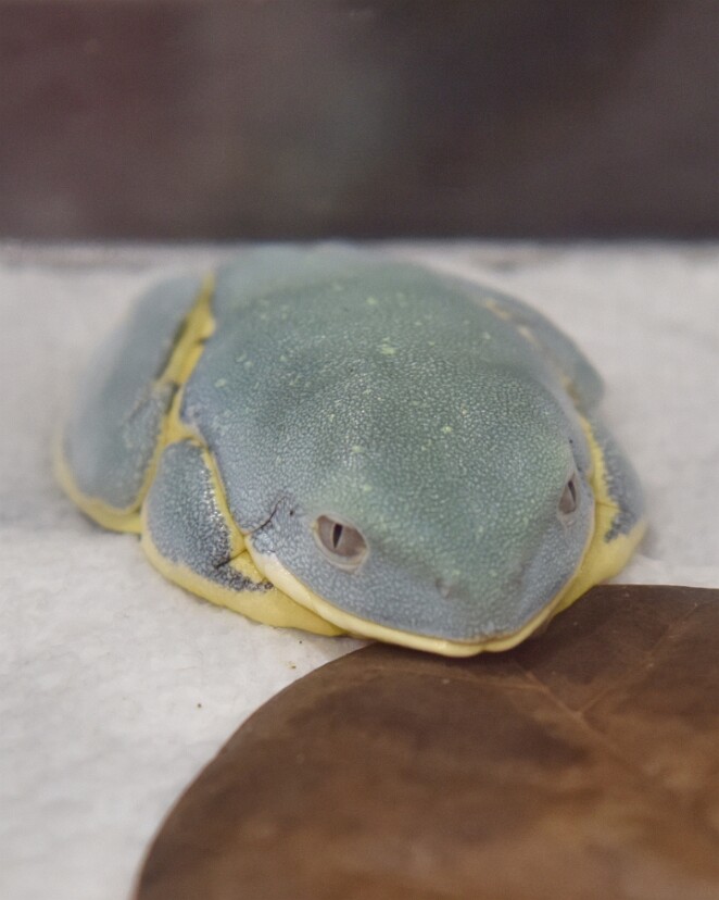 Sylvias LeaFrog Laying Flat